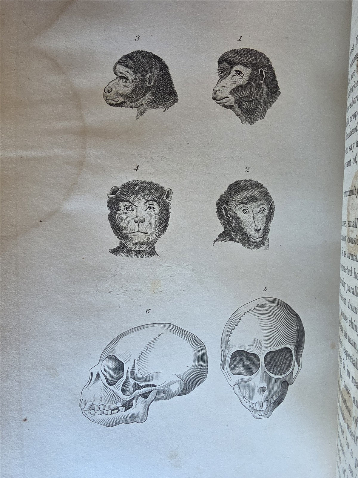 1850 ESSAYS of PHYSIOGNOMY by JOHN CASPAR LAVATER antique ILLUSTRATED