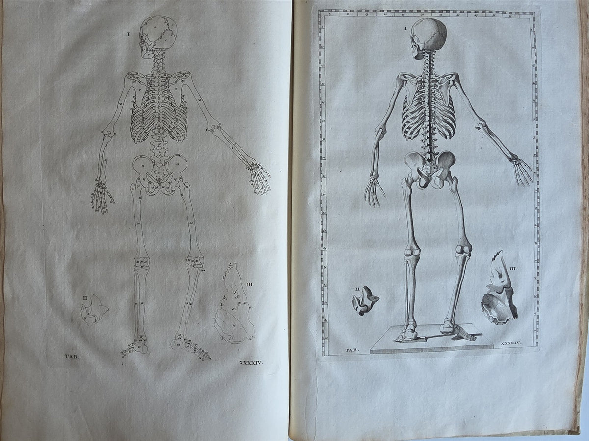 1744 ANATOMICAL TREATISE Tabularum Anatomicarum ILLUSTRATED FOLIO antique