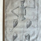 1744 ANATOMICAL TREATISE Tabularum Anatomicarum ILLUSTRATED FOLIO antique