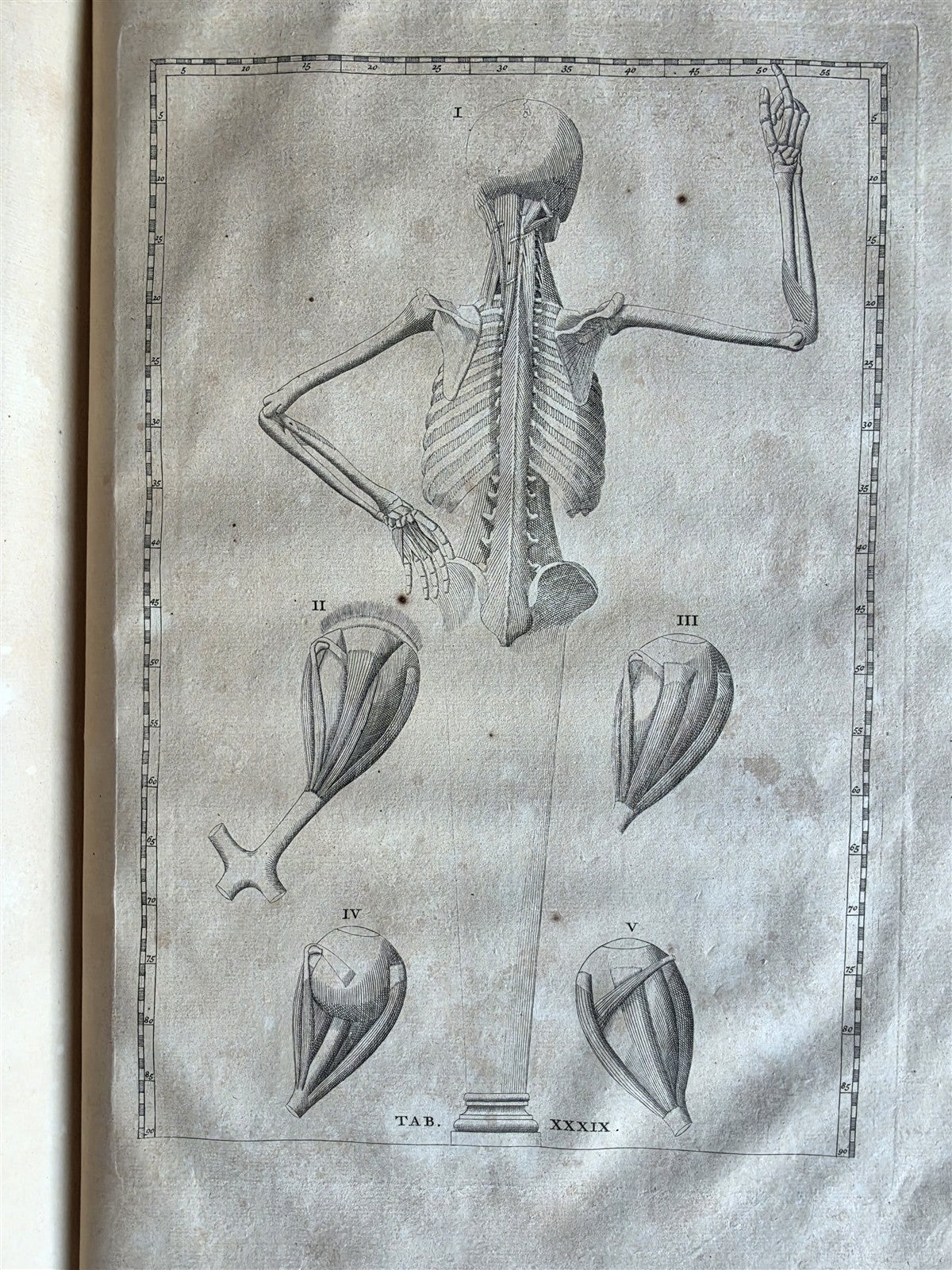 1744 ANATOMICAL TREATISE Tabularum Anatomicarum ILLUSTRATED FOLIO antique
