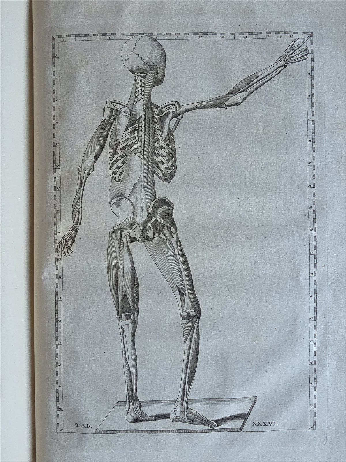1744 ANATOMICAL TREATISE Tabularum Anatomicarum ILLUSTRATED FOLIO antique
