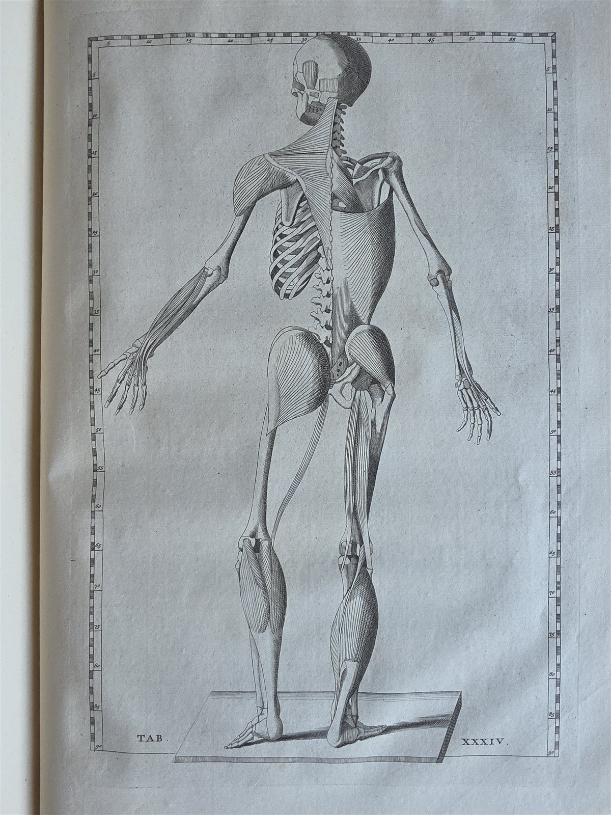1744 ANATOMICAL TREATISE Tabularum Anatomicarum ILLUSTRATED FOLIO antique