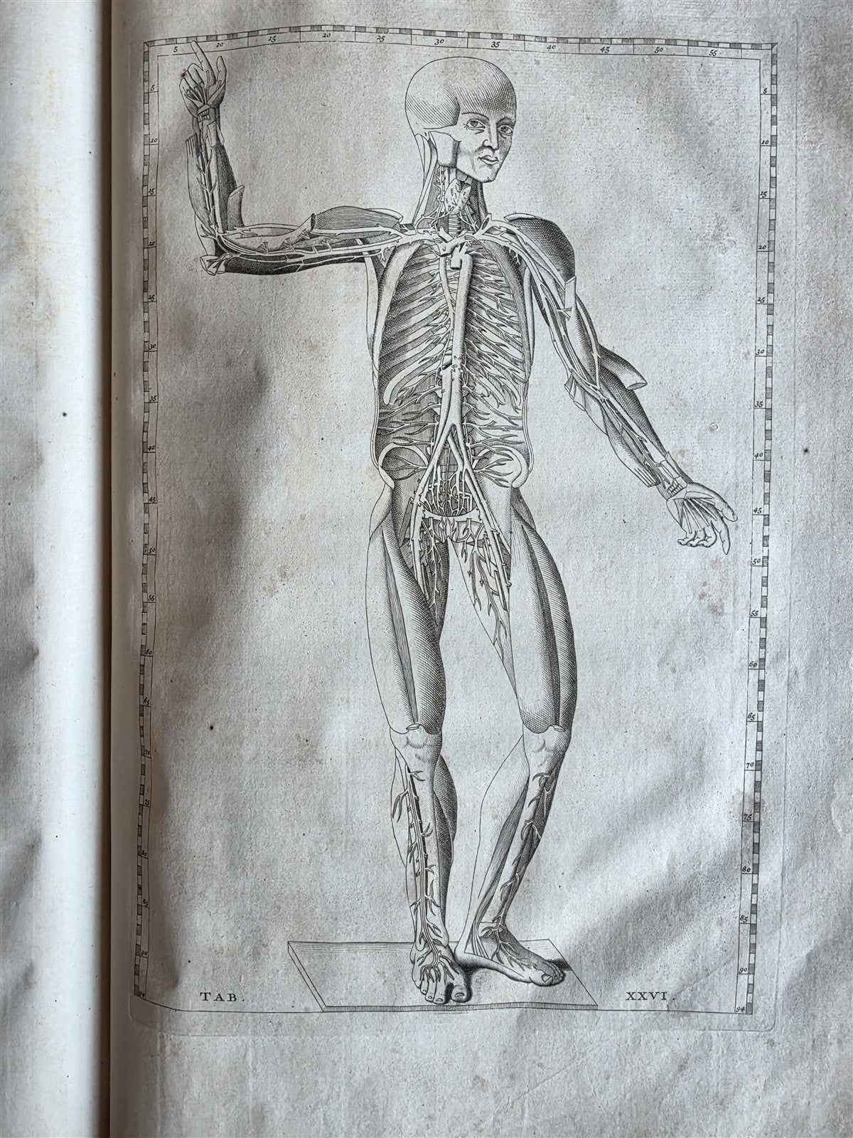 1744 ANATOMICAL TREATISE Tabularum Anatomicarum ILLUSTRATED FOLIO antique