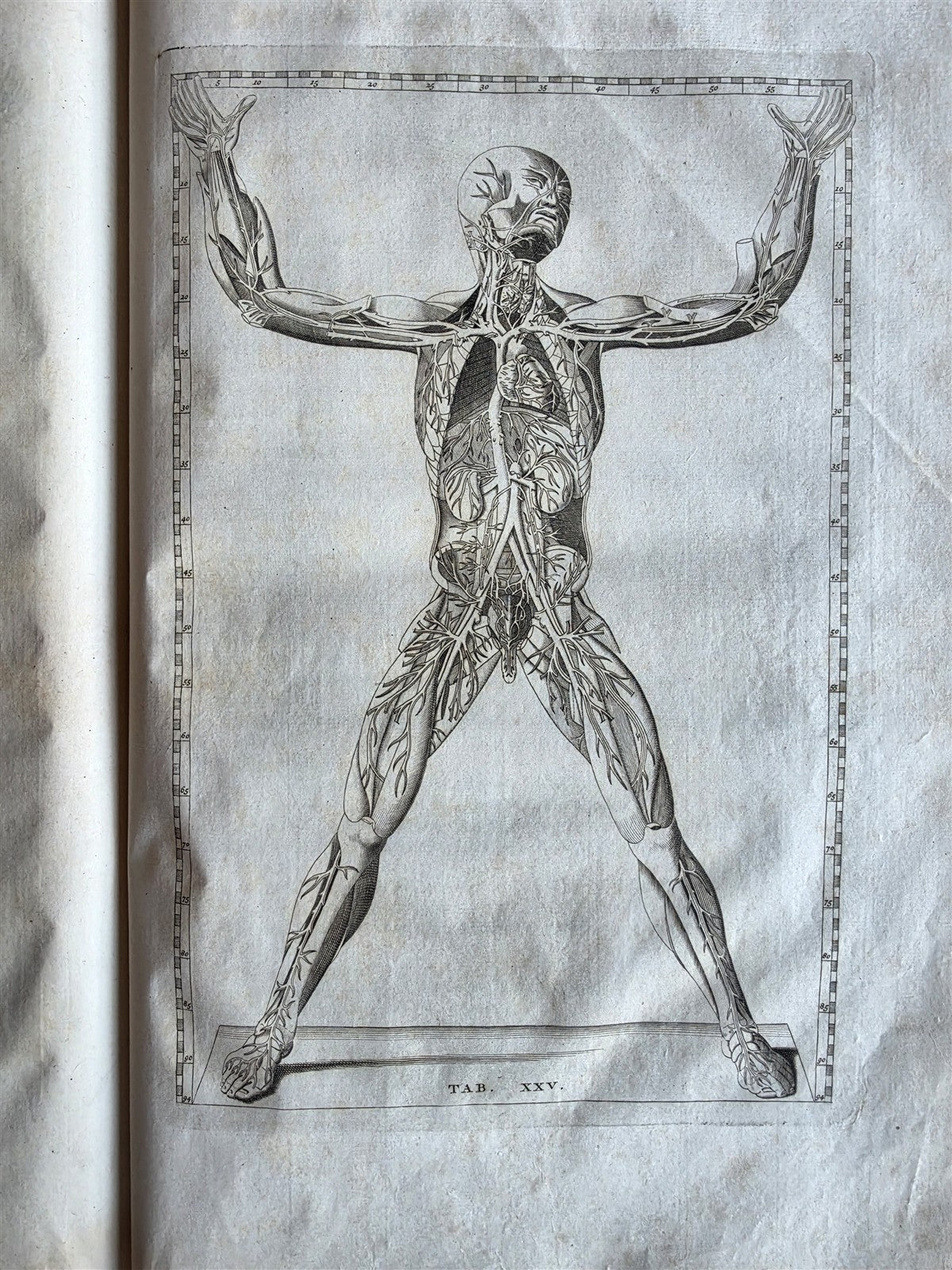 1744 ANATOMICAL TREATISE Tabularum Anatomicarum ILLUSTRATED FOLIO antique