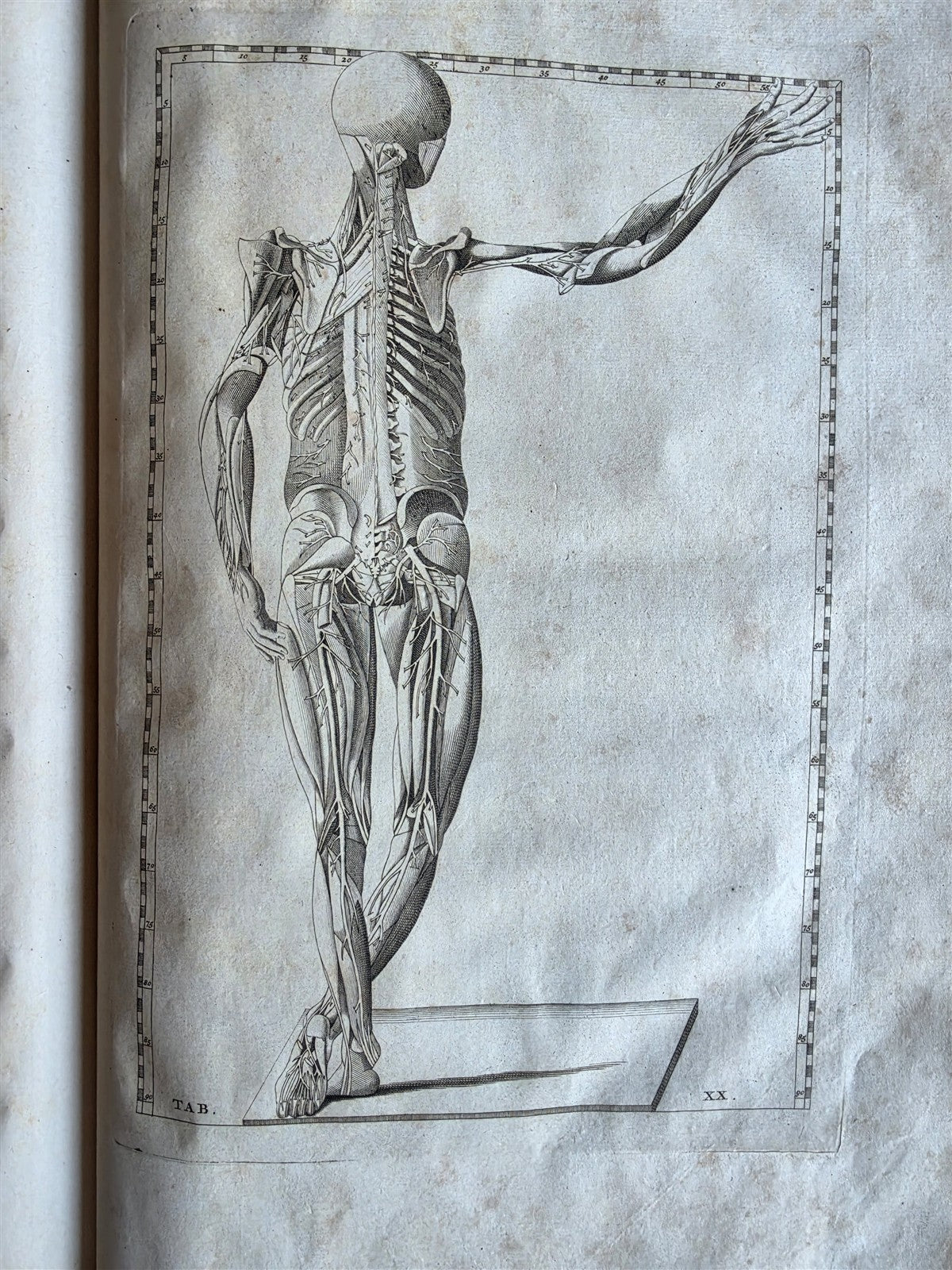1744 ANATOMICAL TREATISE Tabularum Anatomicarum ILLUSTRATED FOLIO antique
