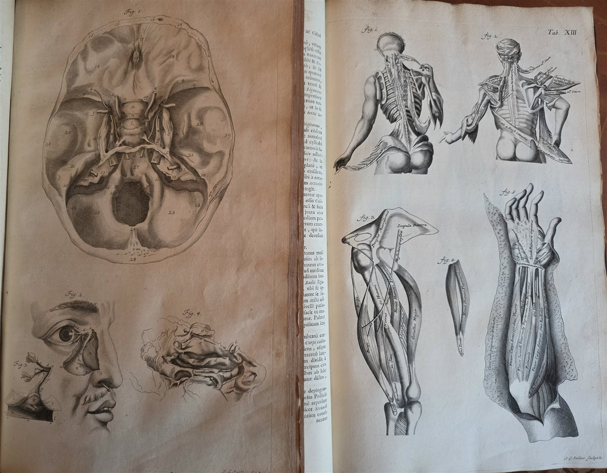 1717 ANATOMICAL TREATISE Theatrum Anatomicum ILLUSTRATED 2 FOLIO VOLUMES antique