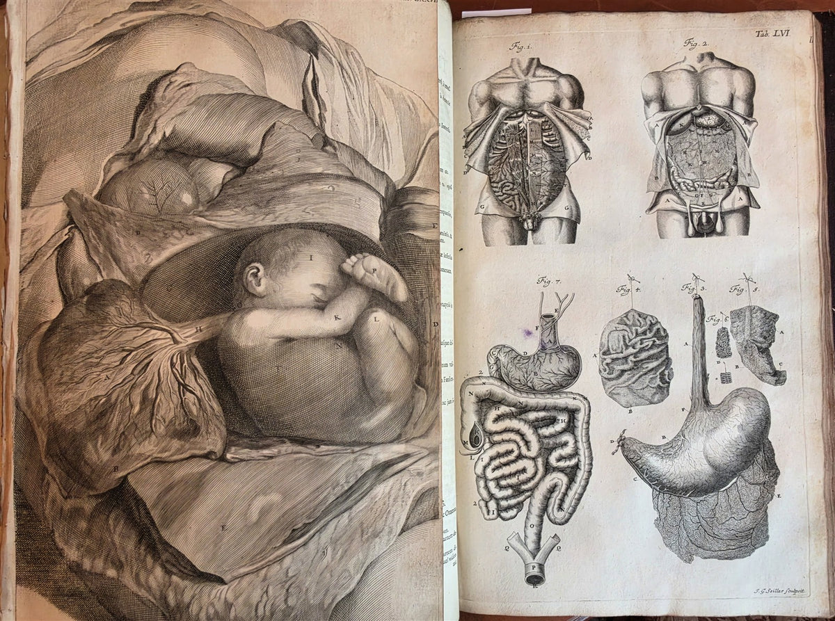 1717 ANATOMICAL TREATISE Theatrum Anatomicum ILLUSTRATED 2 FOLIO VOLUMES antique