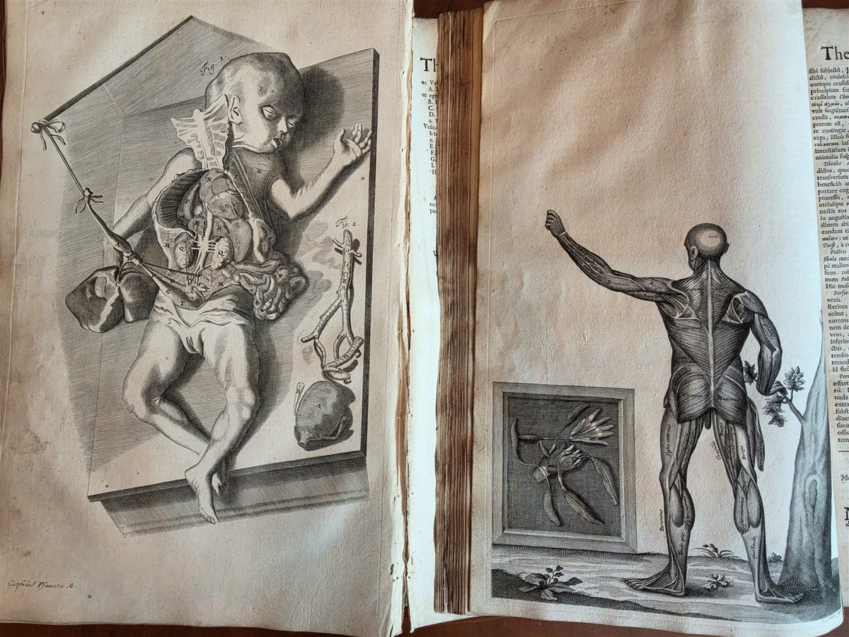 1717 ANATOMICAL TREATISE Theatrum Anatomicum ILLUSTRATED 2 FOLIO VOLUMES antique