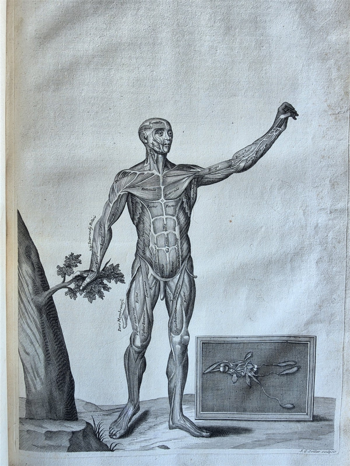 1717 ANATOMICAL TREATISE Theatrum Anatomicum ILLUSTRATED 2 FOLIO VOLUMES antique