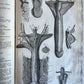 1717 ANATOMICAL TREATISE Theatrum Anatomicum ILLUSTRATED 2 FOLIO VOLUMES antique