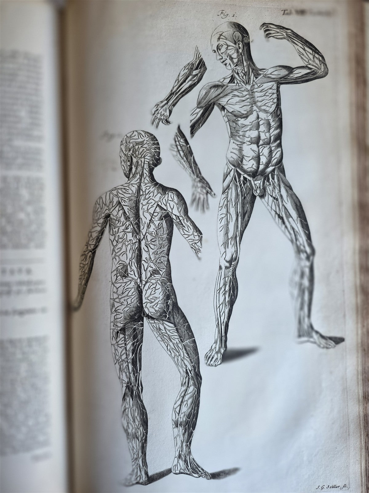 1717 ANATOMICAL TREATISE Theatrum Anatomicum ILLUSTRATED 2 FOLIO VOLUMES antique