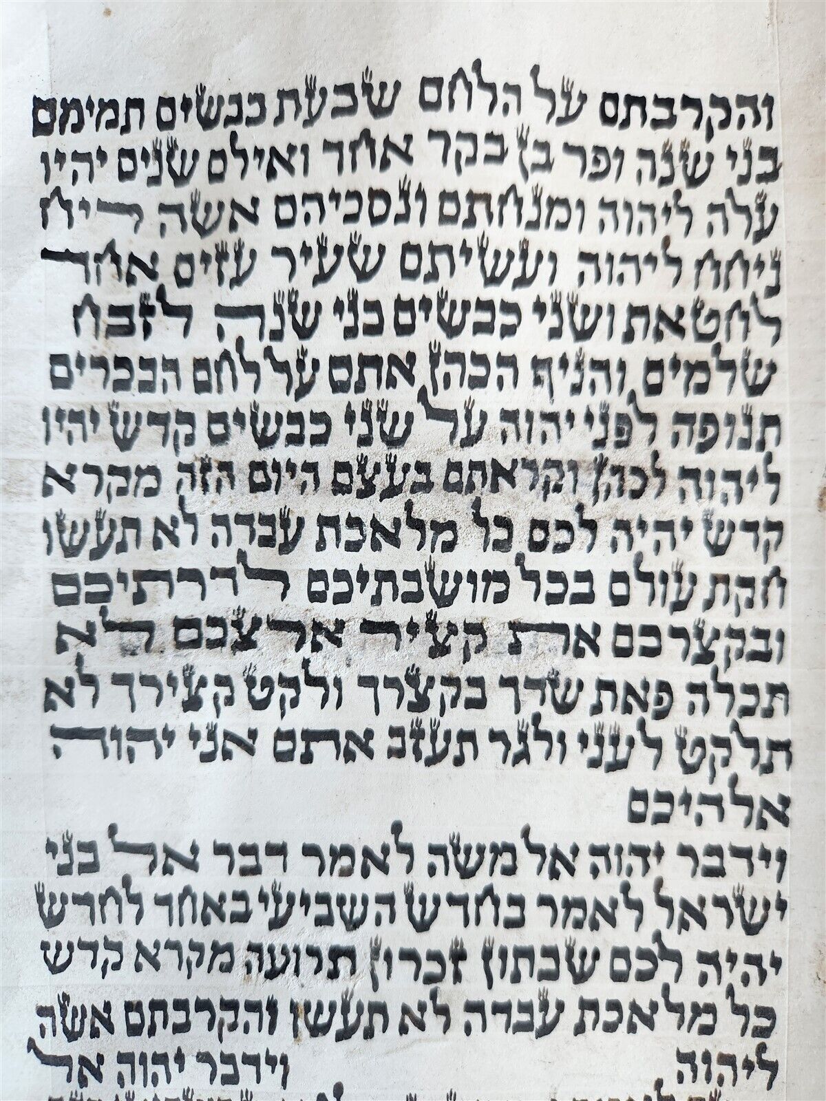 TORAH SCROLL FRAGMENT MANUSCRIPT on VELLUM antique BIBLE LEVITICUS 16:12 - 23:40