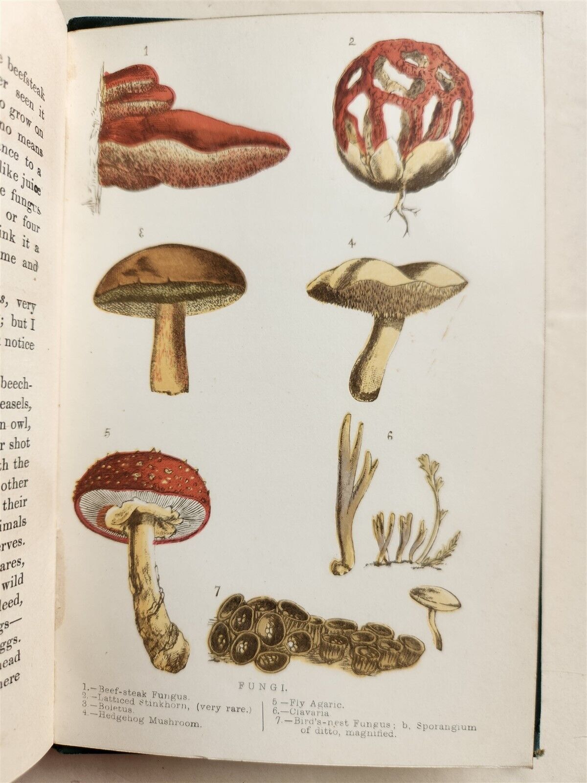 1878 COUNTRY WALKS of a NATURALIST with HIS CHILDREN antique ILLUSTRATED