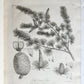 1801 SILVA: DISCOURSE OF FOREST TREES 2 VOLUMES ILLUSTRATED antique in ENGLISH