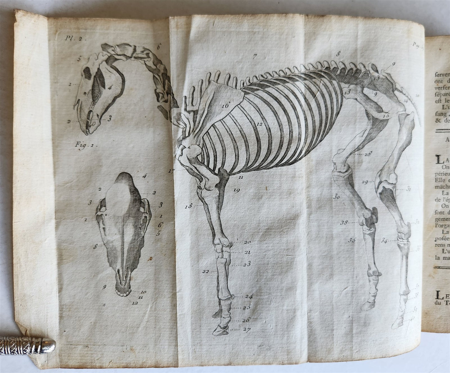 1792 HORSE ANATOMY VETERINARY TREATISE ILLUSTRATED w/ 9 WOODCUTS antique