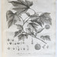 1801 SILVA: DISCOURSE OF FOREST TREES 2 VOLUMES ILLUSTRATED antique in ENGLISH