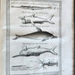 1748 HISTORY of TRAVELS Guinea Benin & Sierra Leone antique ILLUSTRATED