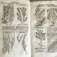 1696 THEATRUM BOTANICUM by Theodor ZWINGER antique ILLUSTRATED FOLIO in GERMAN