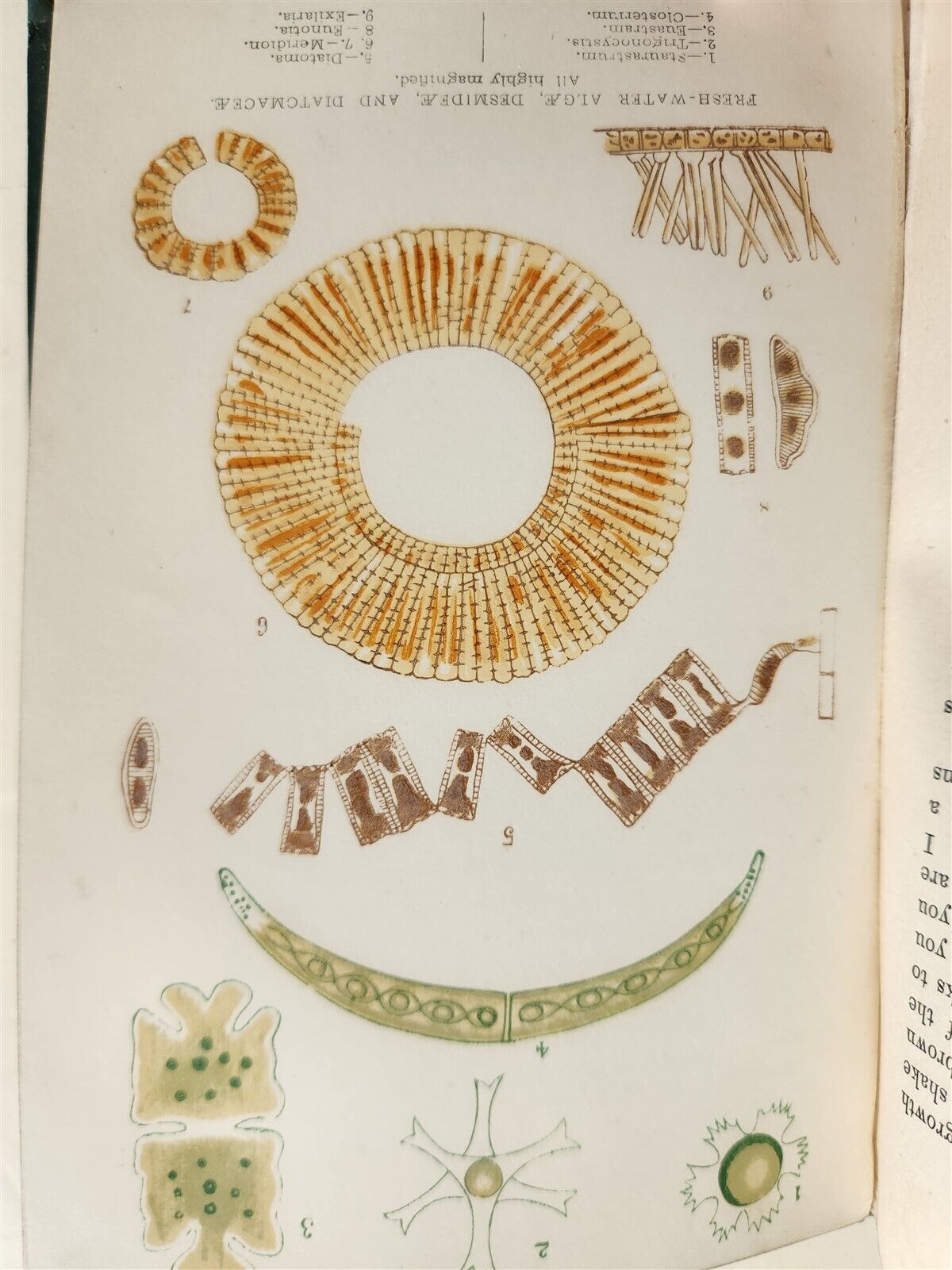 1878 COUNTRY WALKS of a NATURALIST with HIS CHILDREN antique ILLUSTRATED