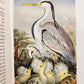 1878 COUNTRY WALKS of a NATURALIST with HIS CHILDREN antique ILLUSTRATED