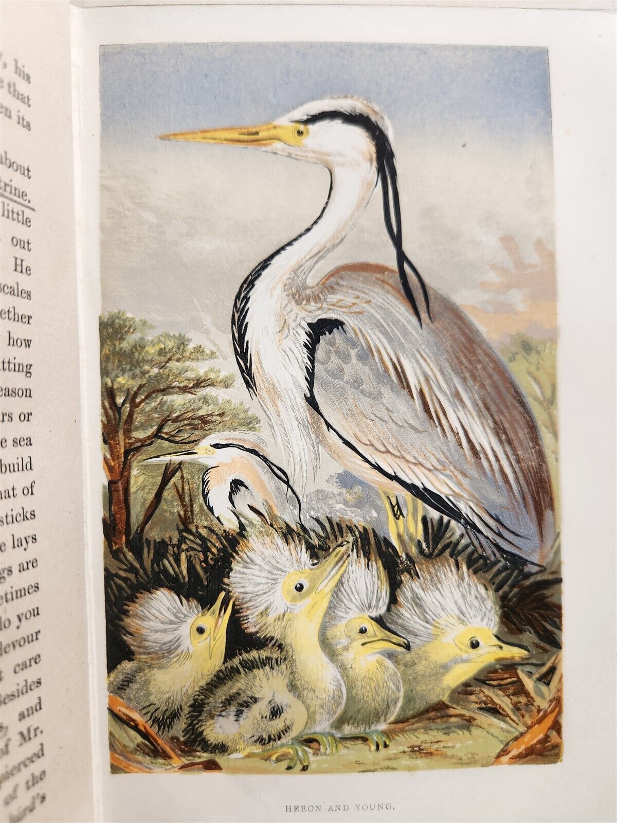 1878 COUNTRY WALKS of a NATURALIST with HIS CHILDREN antique ILLUSTRATED