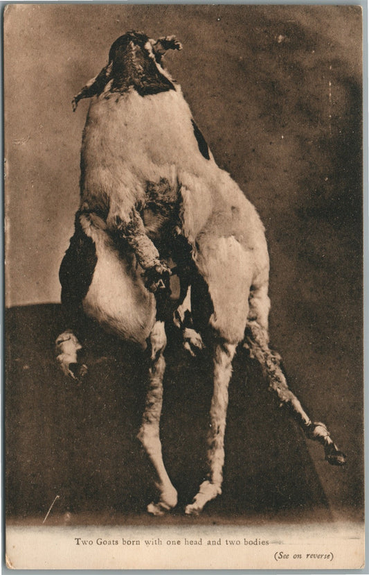 2 GOATS w/2 BODIES & 1 HEAD INDIAN MAHARAJAH TAILOR ADVERTISING ANTIQUE POSTCARD