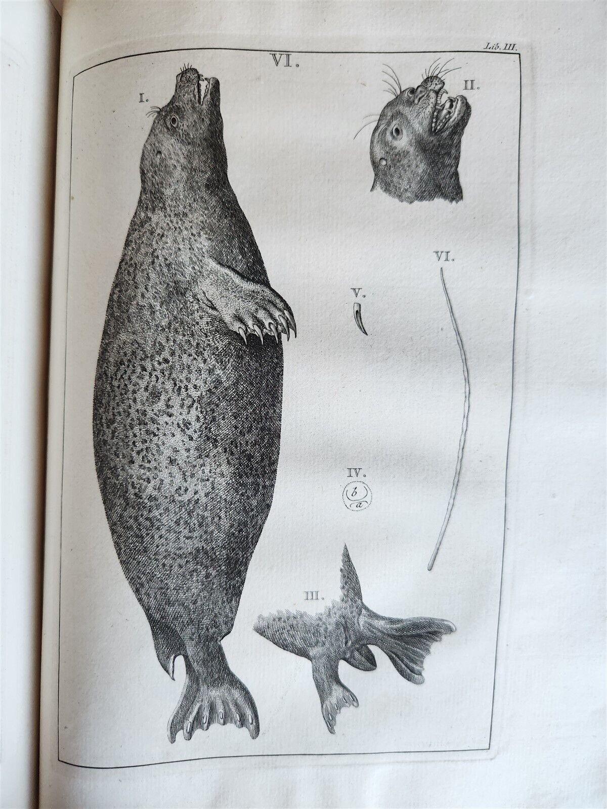 1754 ANATOMY DENTISTRY BOTANY antique ILLUSTRATED Continet anatomica physiology