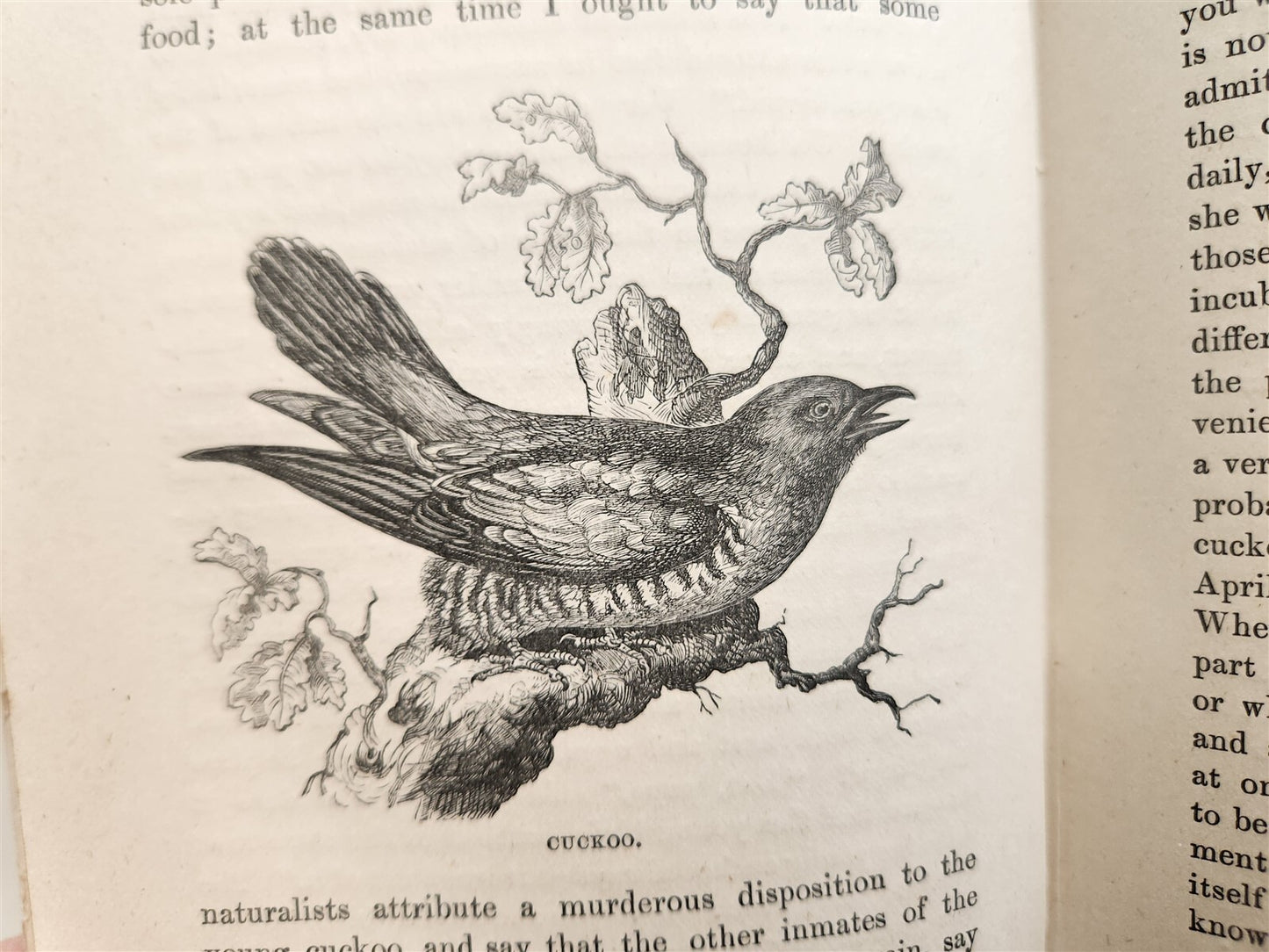 1878 COUNTRY WALKS of a NATURALIST with HIS CHILDREN antique ILLUSTRATED