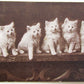 1908 VINTAGE POSTCARD CUTE KITTY ELMWOOD RAILROAD STATION CANCEL RHODE ISLAND