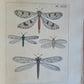 1770 ILLUSTRATIONS of NATURAL HISTORY of EXOTIC INSECTS by D.DRURY antique RARE