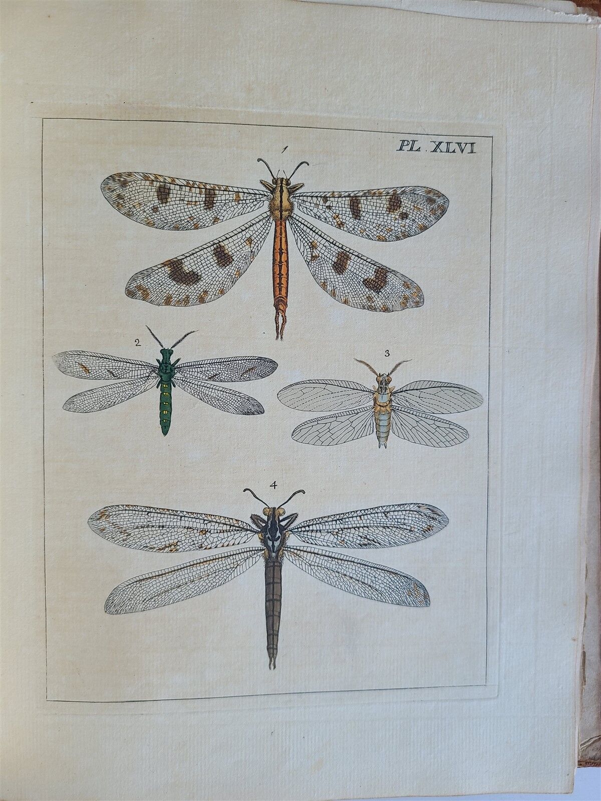 1770 ILLUSTRATIONS of NATURAL HISTORY of EXOTIC INSECTS by D.DRURY antique RARE