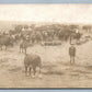 HERDSMAN w/ COWS & PIGS FARMING ANTIQUE REAL PHOTO POSTCARD RPPC