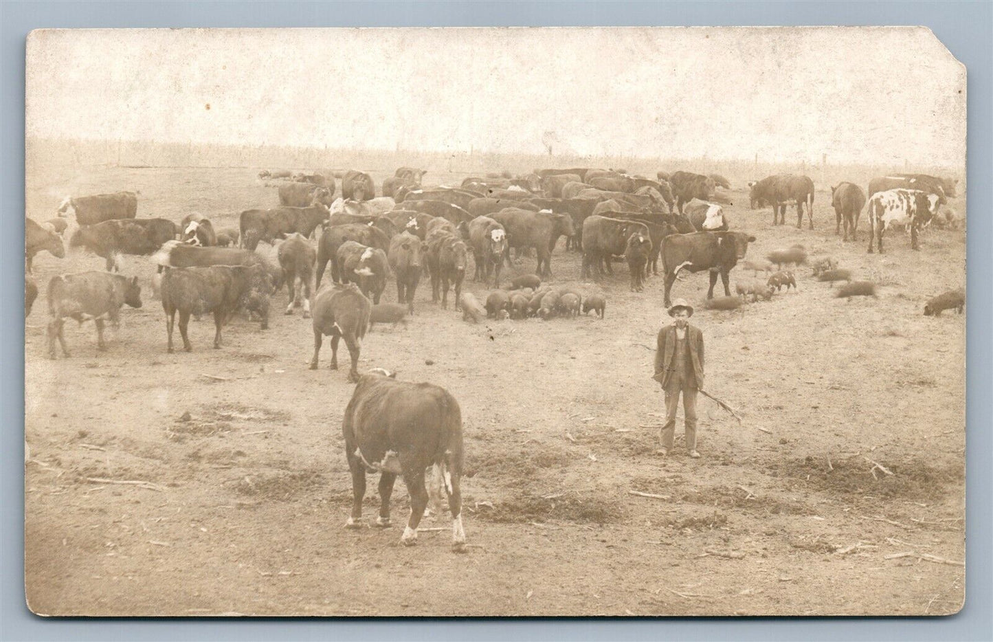 HERDSMAN w/ COWS & PIGS FARMING ANTIQUE REAL PHOTO POSTCARD RPPC