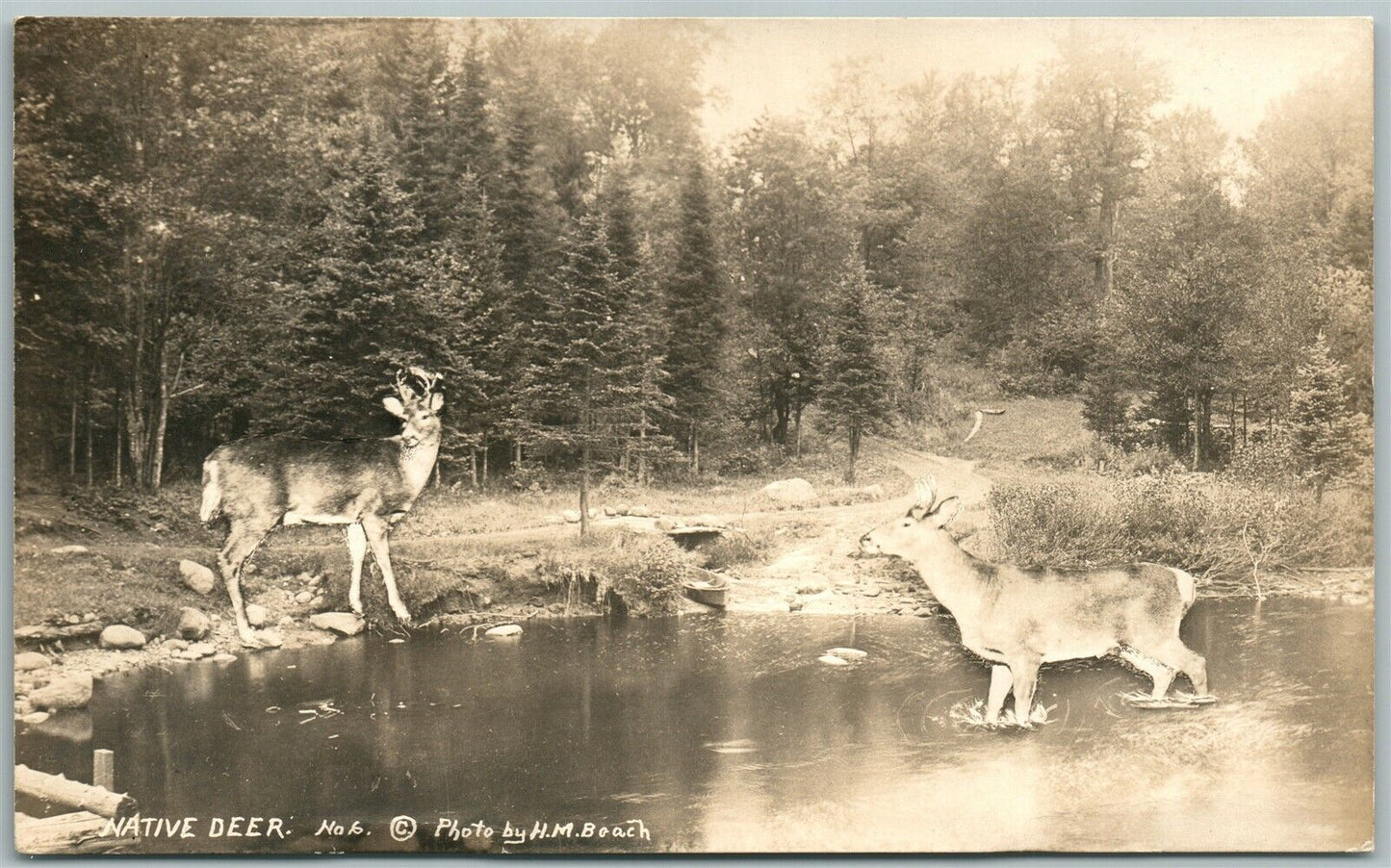 NATIVE DEER 1939 VINTAGE REAL PHOTO POSTCARD RPPC PHOTOMONTAGE