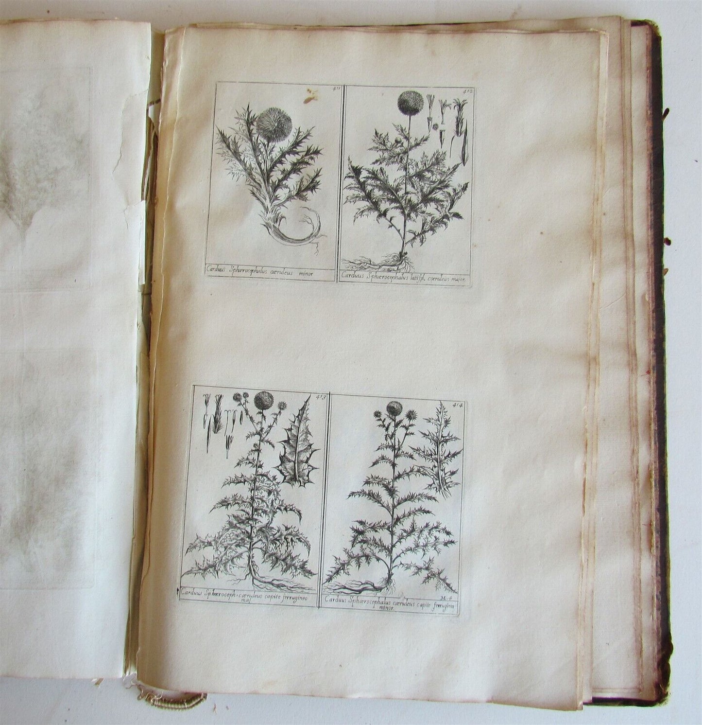 1714 ICONES PLANTARUM per GALLIAM HISPANIAM et ITALIAM Jacques BARRELIER antique