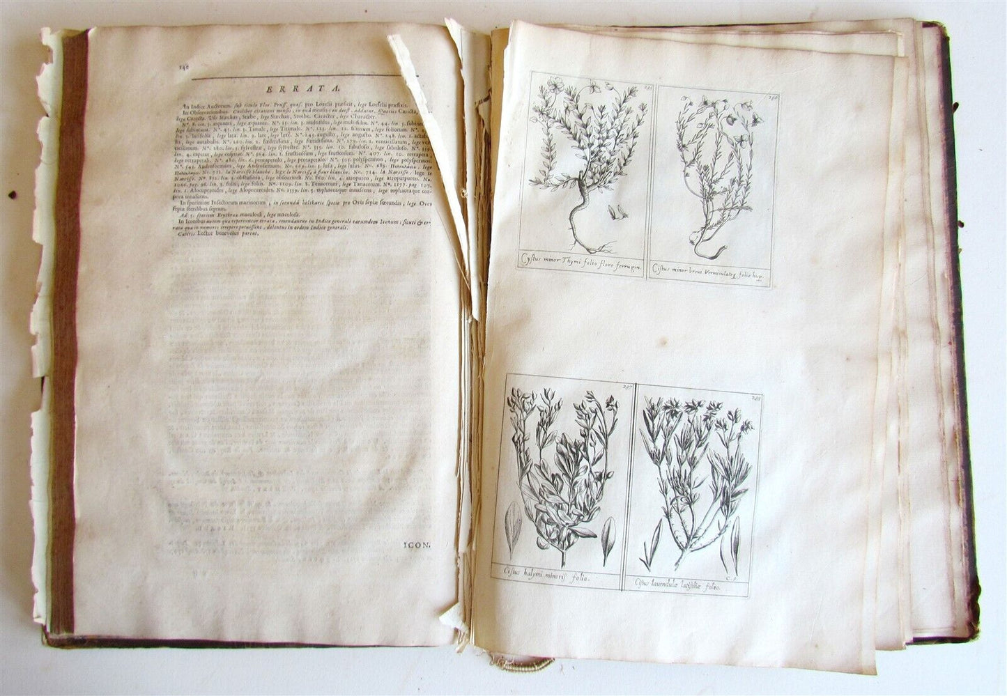 1714 ICONES PLANTARUM per GALLIAM HISPANIAM et ITALIAM Jacques BARRELIER antique