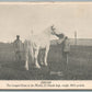 LARGEST HORSE IN THE WORLD HIRAM ANTIQUE POSTCARD