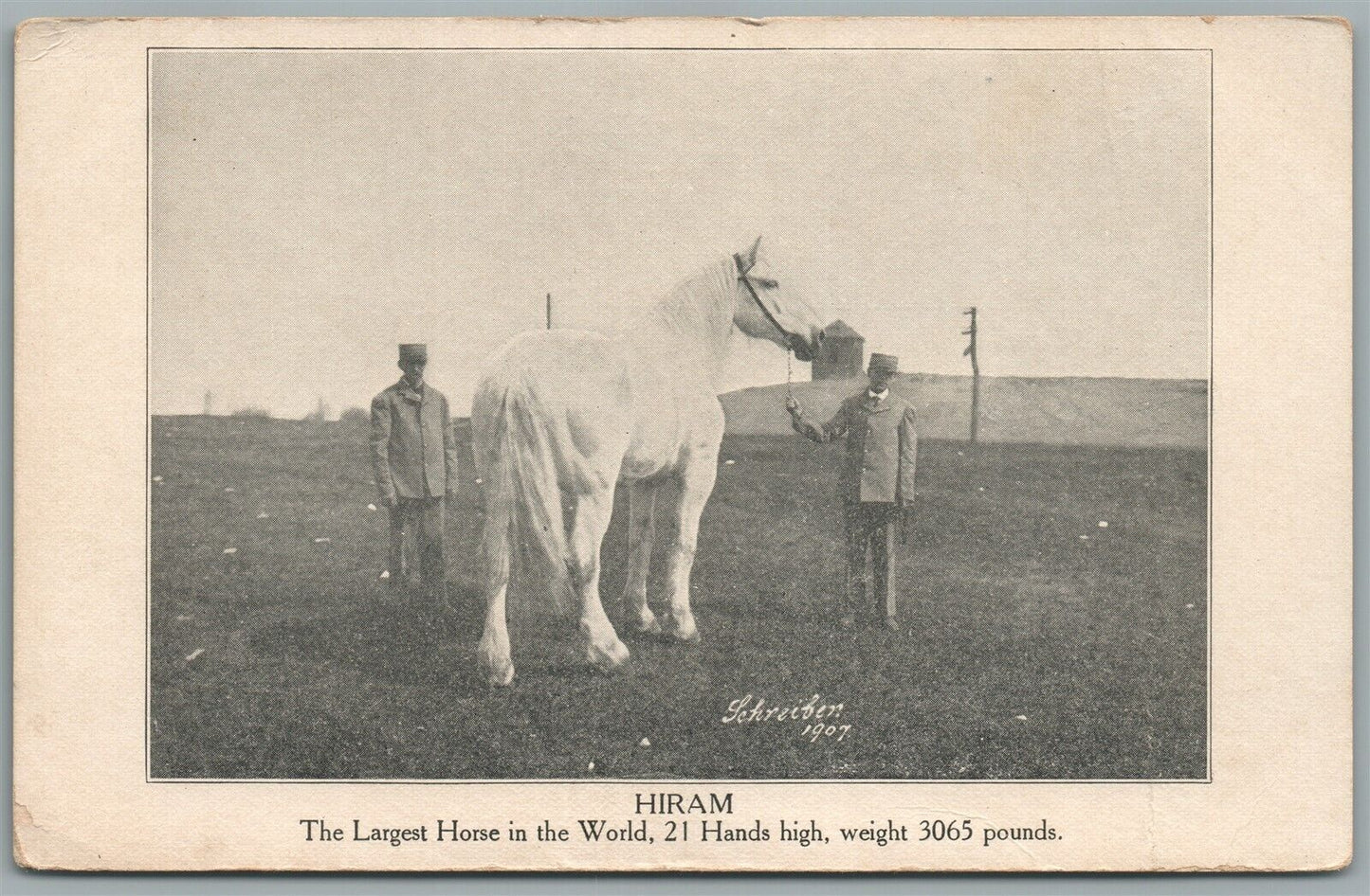 LARGEST HORSE IN THE WORLD HIRAM ANTIQUE POSTCARD