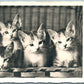 4 CUTE CATS GERMAN VINTAGE REAL PHOTO POSTCARD RPPC