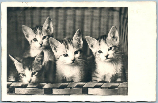 4 CUTE CATS GERMAN VINTAGE REAL PHOTO POSTCARD RPPC