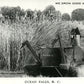 OCEAN FALLS BC CANADA EXAGGERATED WHEAT COMBINE VINTAGE REAL PHOTO POSTCARD RPPC