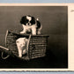 CAT in BASKET w/ DOG PHOTOGRAPHER SIGNED VINTAGE REAL PHOTO POSTCARD RPPC