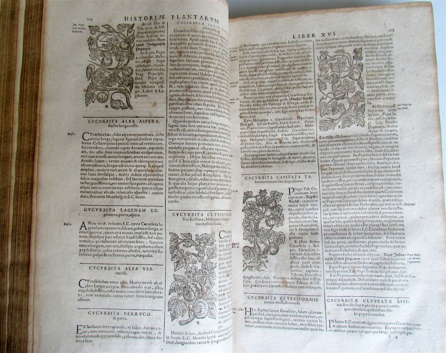 1651 HISTORIAE PLANTARUM UNIVERSALIS V.2 by J. Bauhin antique BOTANY ILLUSTRATED