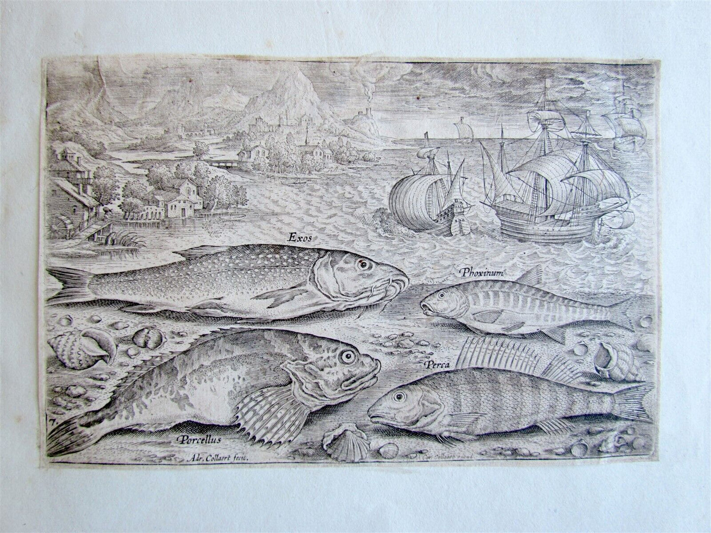 1610 PISCIUM VIVAE ICONES antique 20 ENGRAVINGS by ADRIAEN COLLAERT scarce