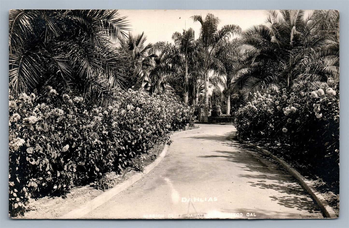 MISSION CLIFF GARDENS SAN DIEGO CA ANTIQUE REAL PHOTO POSTCARD RPPC