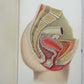 1909 GYNECOLOGICAL PLATES antique leather bound