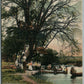 MEDINA NY PICNIC GROUNDS ANTIQUE POSTCARD