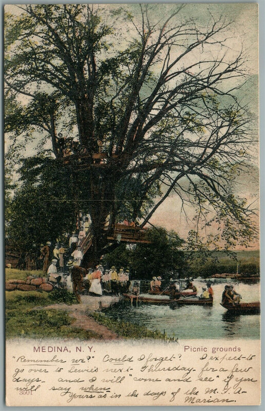 MEDINA NY PICNIC GROUNDS ANTIQUE POSTCARD