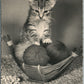 KITTEN w/ THREADS VINTAGE REAL PHOTO POSTCARD RPPC