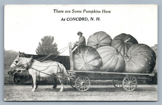 CONCORD NH EXAGGERATED PUMPKINS on HORSE DRAWN CART ANTIQUE POSTCARD